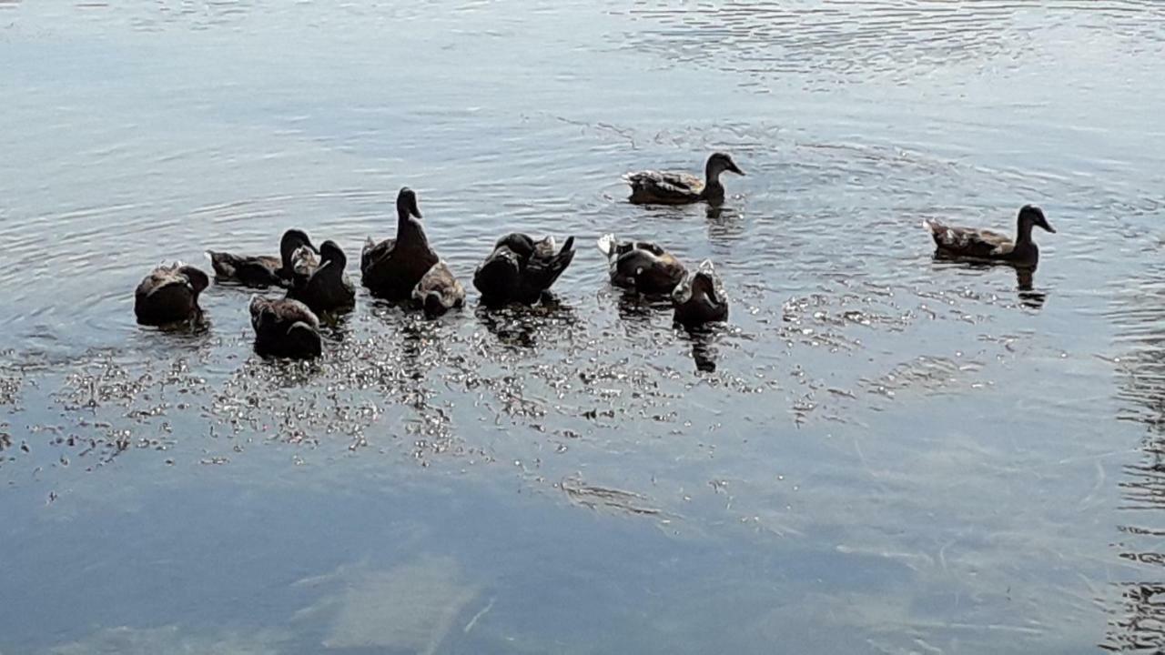 Kamena Kuca Family Rodin *